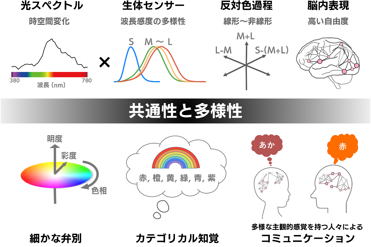 色覚から迫る主観的感覚の多様性研究 « Design Futures / 九州大学芸術